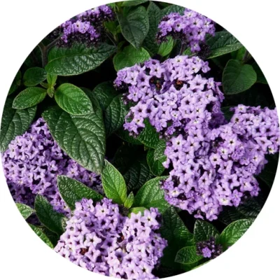 Heliotropin