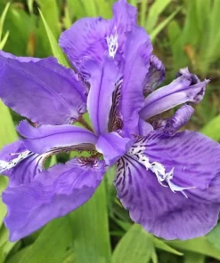 Iralia (Iralia)