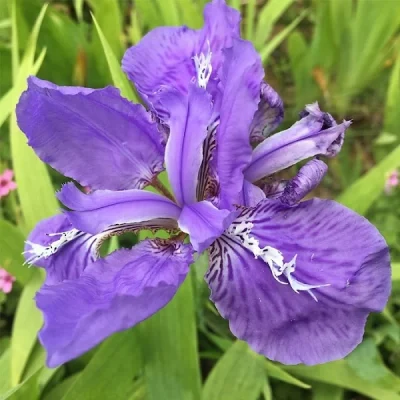 Iralia (Iralia)