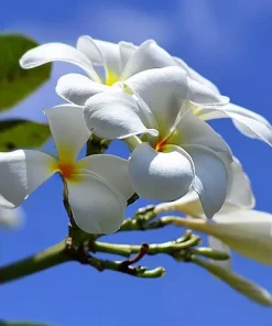 Karmaflor