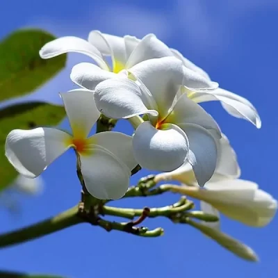 Karmaflor