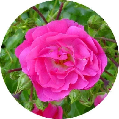 Kuşburnu