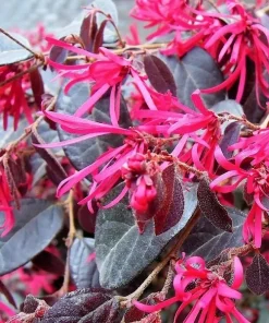 Loropetalum chinensis