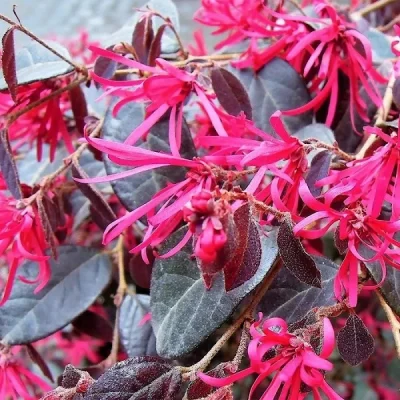 Loropetalum chinensis