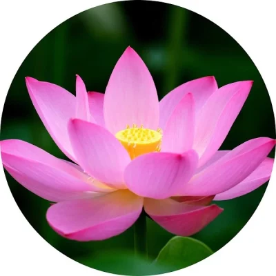 Lotus