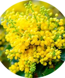 Mahonia