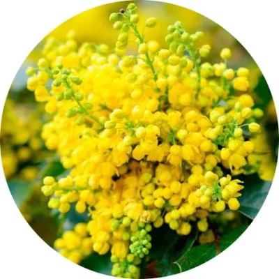 Mahonia