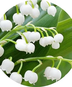 Mahonial