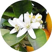 Mandalina çiçeği