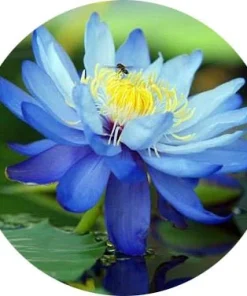 Mavi Lotus
