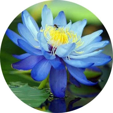 Mavi Lotus