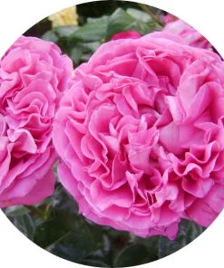 Mayıs gülü (rosa centifolia)