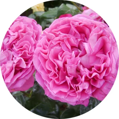 Mayıs gülü (rosa centifolia)