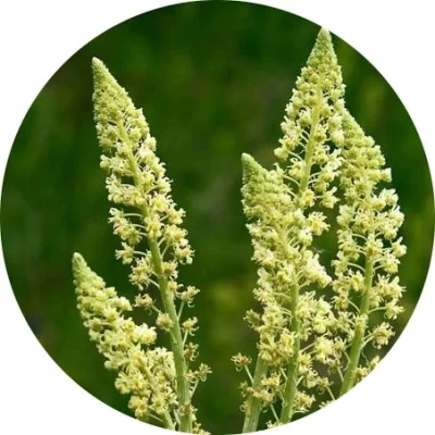 Mignonette