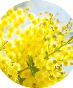 Mimoza