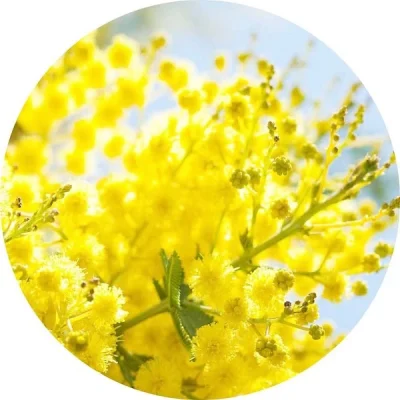 Mimoza