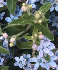 Oksipetalum