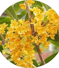 Osmanthus