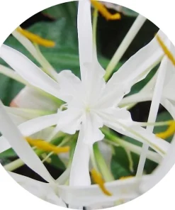 Pancratium maritima