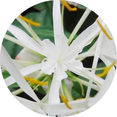 Pancratium maritima