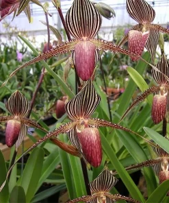 Paphiopedilum Rothschild