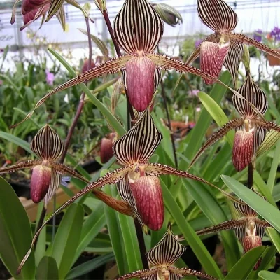 Paphiopedilum Rothschild