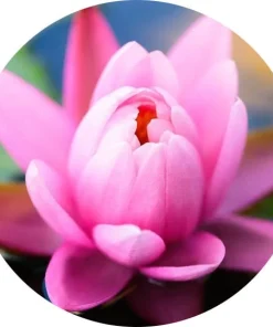 Pembe Lotus
