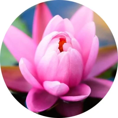 Pembe Lotus
