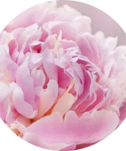 Pembe şakayık