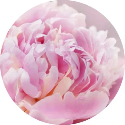 Pembe şakayık