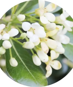 Pittosporum
