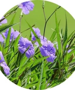 Ruellia Çiçeği