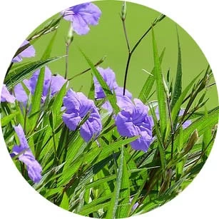 Ruellia Çiçeği