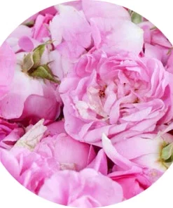 Şam gülü (rosa damascena)