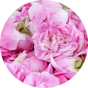 Şam gülü (rosa damascena)