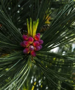 Sedir çiçeği