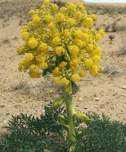 Silphium