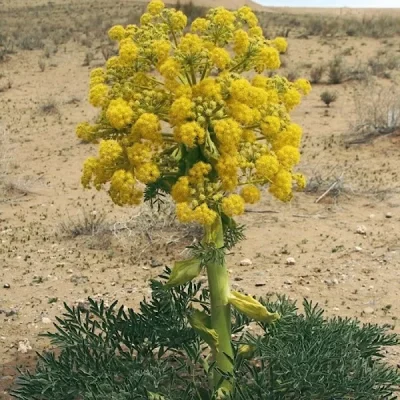 Silphium