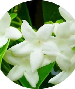 Stephanotis
