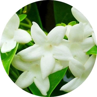 Stephanotis