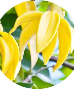 Ylang-ylang