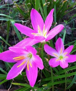 Zephyranthes