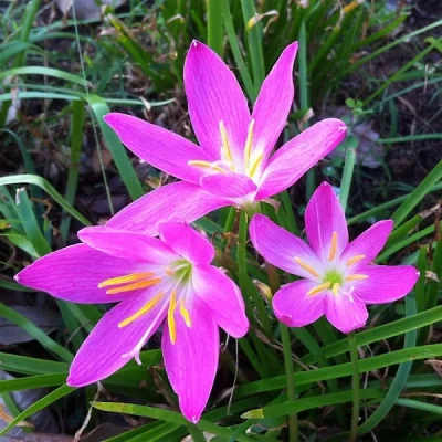 Zephyranthes