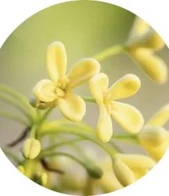 Zeytin çiçeği