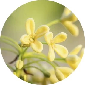Zeytin çiçeği