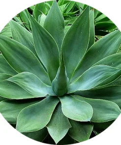 Agave