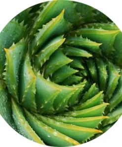 Aloe