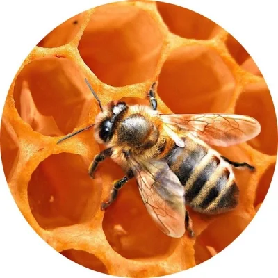 Balmumu