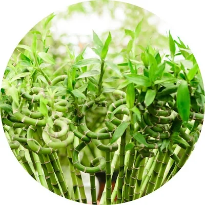 Bambu