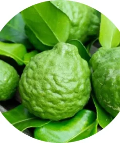 Bergamot